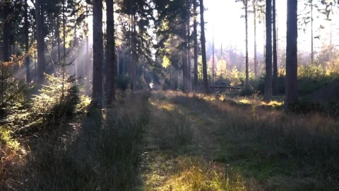 Video Stock Quiet Forest Live Wallpaper Free - Free Live Wallpaper
