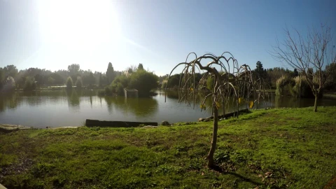 Video Stock Quiet Lake With Grass And Trees Around Live Wallpaper Free - Free Live Wallpaper