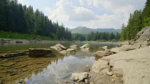 Video Stock Quiet River In The Forest Live Wallpaper Free - Free Live Wallpaper