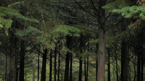 Video Stock Quiet Treetop Forest Live Wallpaper Free - Free Live Wallpaper