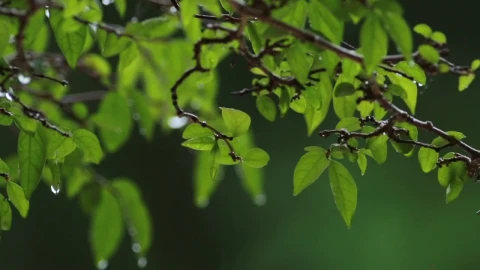 Video Stock Rain Dripping Off Of Leaves Live Wallpaper Free - Free Live Wallpaper