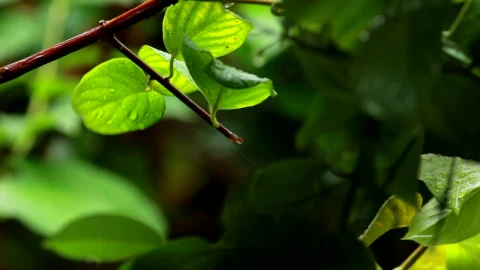 Video Stock Rain Dropping From A Small Branch Live Wallpaper Free - Free Live Wallpaper