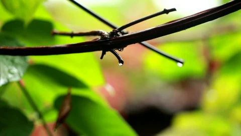 Video Stock Rain Drops After A Storm Live Wallpaper Free - Free Live Wallpaper