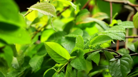 Video Stock Rain Falling Across Healthy Plants Live Wallpaper Free - Free Live Wallpaper