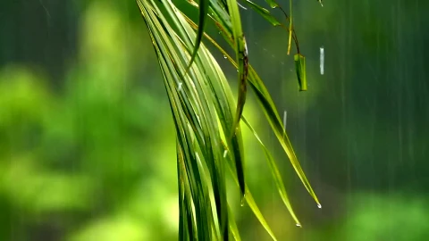 Video Stock Rain Falling Against A Fern Live Wallpaper Free - Free Live Wallpaper