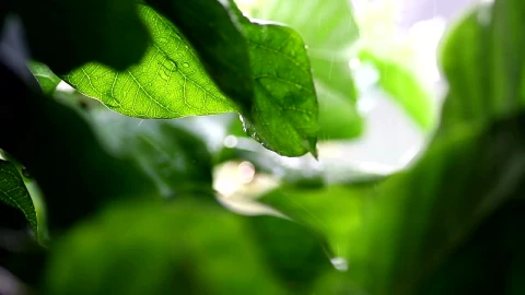 Video Stock Rain Falling Against A Plant Live Wallpaper Free - Free Live Wallpaper
