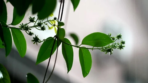 Video Stock Rain Falling Gently In A Park Live Wallpaper Free - Free Live Wallpaper