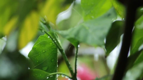 Video Stock Rain Falling Gently On Garden Leaves Live Wallpaper Free - Free Live Wallpaper