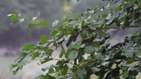 Video Stock Rain Falling In Slow Motion Live Wallpaper Free - Free Live Wallpaper