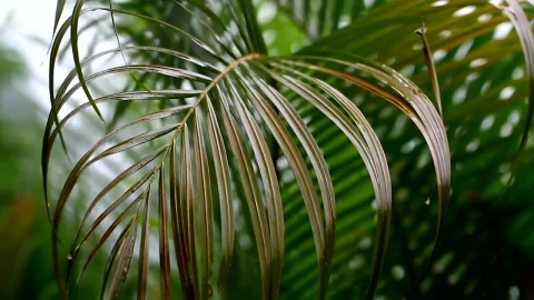 Video Stock Rain Falling Softly On Ferns Live Wallpaper Free - Free Live Wallpaper