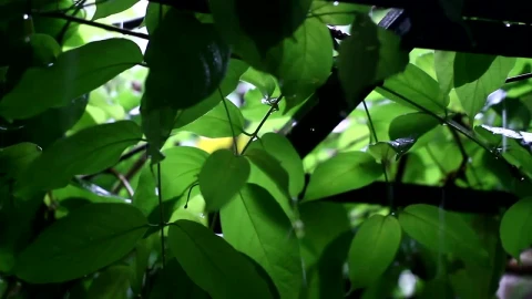 Video Stock Rain Falling Through Leaves Live Wallpaper Free - Free Live Wallpaper