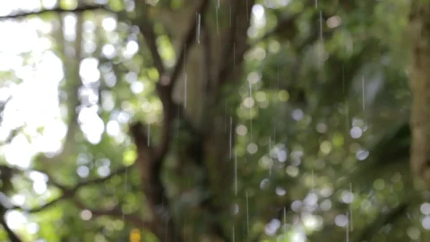 Video Stock Rain Falling Through Park Trees Live Wallpaper Free - Free Live Wallpaper