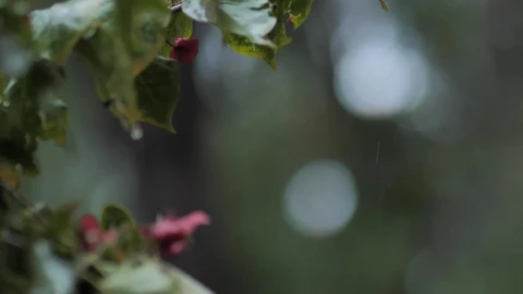 Video Stock Rain In The Wild Live Wallpaper Free - Free Live Wallpaper