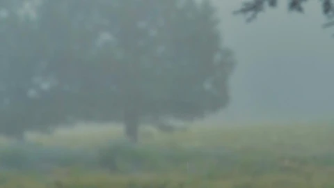 Video Stock Rain In The Woods Live Wallpaper Free - Free Live Wallpaper
