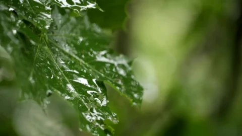 Video Stock Rain Landing On Maple Leaves Live Wallpaper Free - Free Live Wallpaper