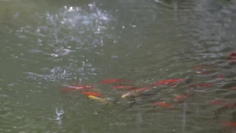 Video Stock Rain Splashing On A Fish Pond Live Wallpaper Free - Free Live Wallpaper