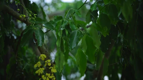Video Stock Rain Wetting The Leaves Of A Tree In The Garden Live Wallpaper Free - Free Live Wallpaper