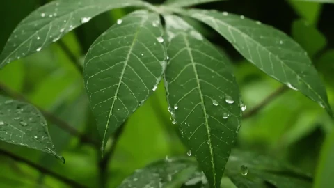Video Stock Raindrops Falling On Plants Live Wallpaper Free - Free Live Wallpaper