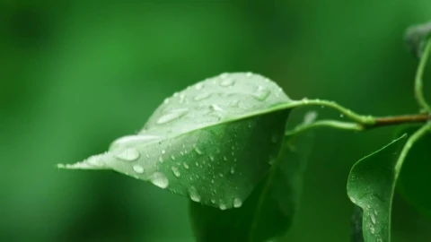 Video Stock Raindrops On A Leaf Live Wallpaper Free - Free Live Wallpaper