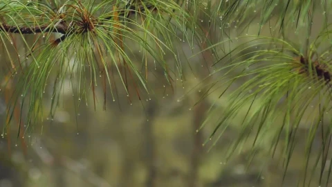Video Stock Raindrops On Green Leaves Live Wallpaper Free - Free Live Wallpaper