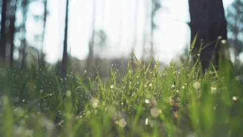 Video Stock Raindrops On The Grass Live Wallpaper Free - Free Live Wallpaper