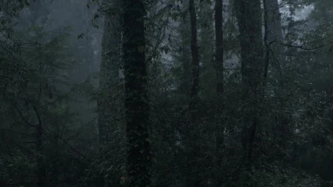 Video Stock Raining In A Cloud Forest Full Of Tall Trees Live Wallpaper Free - Free Live Wallpaper