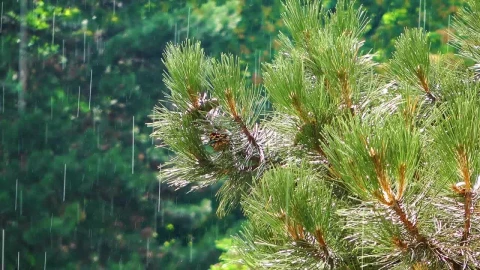 Video Stock Raining In A Pine Forest And Green Trees Live Wallpaper Free - Free Live Wallpaper