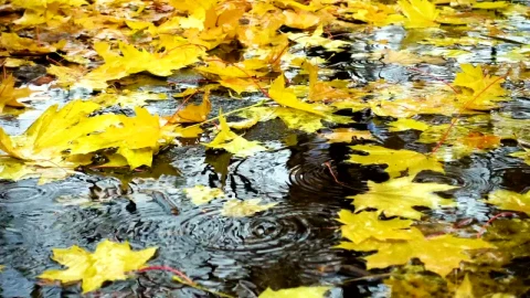 Video Stock Raining Over The Maple Leaves In The Ground Live Wallpaper Free - Free Live Wallpaper