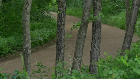 Video Stock Rally Car Driving Through A Dirt Road In The Forest Live Wallpaper Free - Free Live Wallpaper