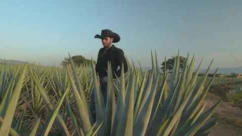 Video Stock Rancher Walking Through A Maguey Field Live Wallpaper Free - Free Live Wallpaper