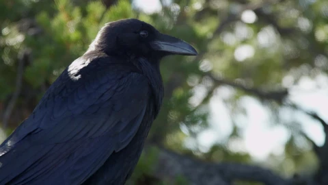 Video Stock Raven Looking Around In A Tree Live Wallpaper Free - Free Live Wallpaper