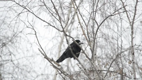 Video Stock Raven Resting In The Snow Live Wallpaper Free - Free Live Wallpaper