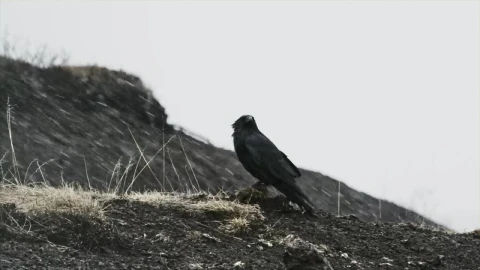 Video Stock Raven Sits On Ground In Falling Snow Live Wallpaper Free - Free Live Wallpaper