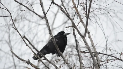 Video Stock Raven Sitting In The Snow Live Wallpaper Free - Free Live Wallpaper