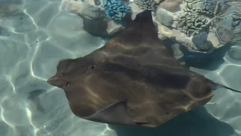 Video Stock Ray Swimming In Shallow Water Live Wallpaper Free - Free Live Wallpaper