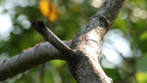 Video Stock Red Ants Covering A Tree Live Wallpaper Free - Free Live Wallpaper