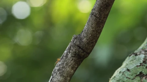 Video Stock Red Ants Heading Up And Down A Tree Live Wallpaper Free - Free Live Wallpaper