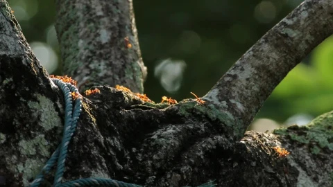 Video Stock Red Ants In Woodland Live Wallpaper Free - Free Live Wallpaper