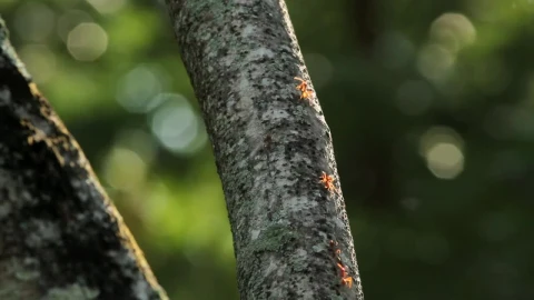 Video Stock Red Ants Running Along A Branch Live Wallpaper Free - Free Live Wallpaper
