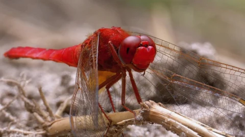 Video Stock Red Dragonfly Looking Around Live Wallpaper Free - Free Live Wallpaper