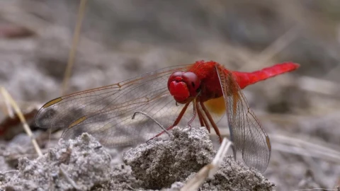 Video Stock Red Dragonfly Resting In The Ground Live Wallpaper Free - Free Live Wallpaper