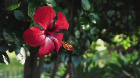 Video Stock Red Flower Of A Tree In A Garden Live Wallpaper Free - Free Live Wallpaper
