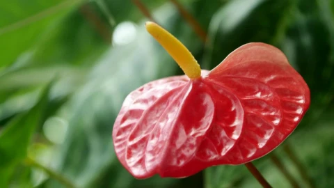 Video Stock Red Flower With Yellow Pistil In Nature Live Wallpaper Free - Free Live Wallpaper