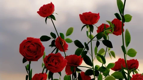 Video Stock Red Flowers On A Rosebush Seen Up Close Live Wallpaper Free - Free Live Wallpaper