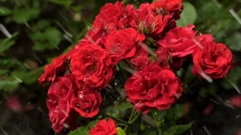 Video Stock Red Flowers Wet From The Rain Live Wallpaper Free - Free Live Wallpaper