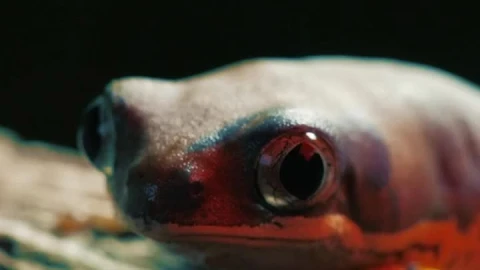 Video Stock Red Frog On A Log Live Wallpaper Free - Free Live Wallpaper