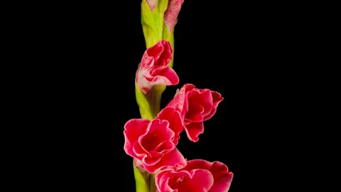 Video Stock Red Gladiolus Flower Blooming Live Wallpaper Free - Free Live Wallpaper
