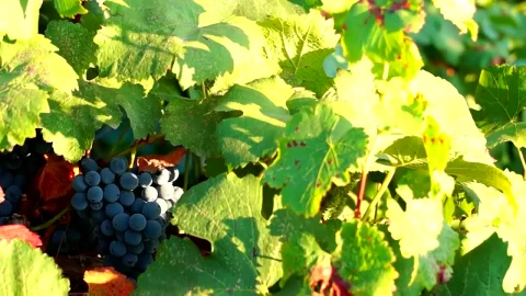 Video Stock Red Grape On The Tree Moving In The Wind Live Wallpaper Free - Free Live Wallpaper