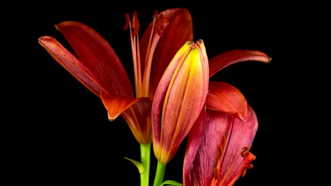 Video Stock Red Lily Flower Opens Live Wallpaper Free - Free Live Wallpaper