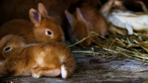 Video Stock Red Little Rabbit Playing Around Live Wallpaper Free - Free Live Wallpaper